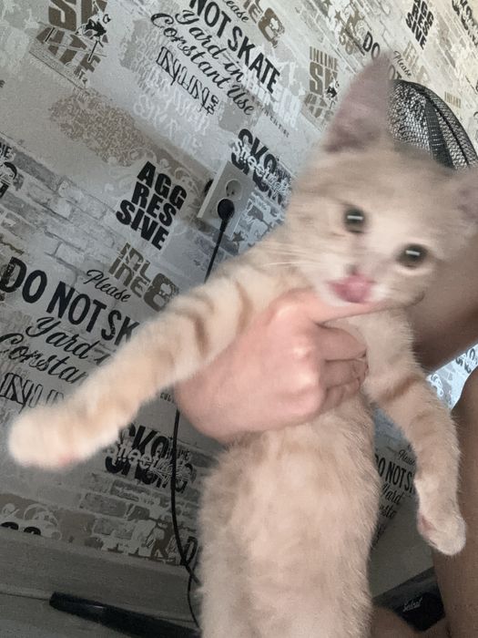 отдам котенка бесплатно. мальчик