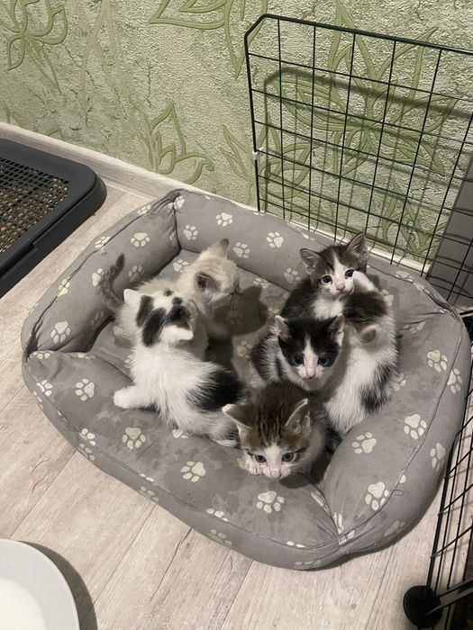 Отдам даром милых котят