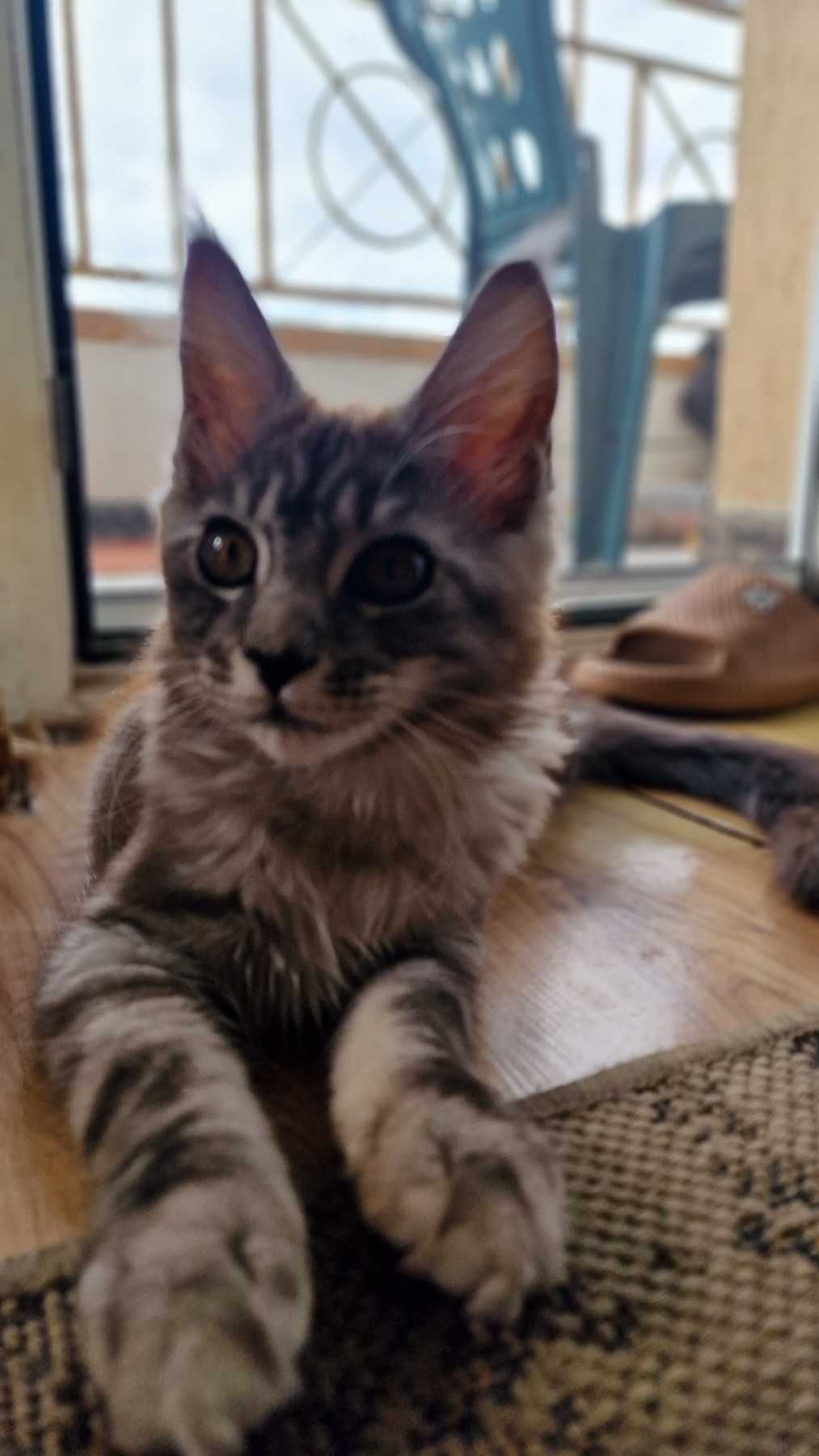 Котка Мейнкун / Mein Coon
