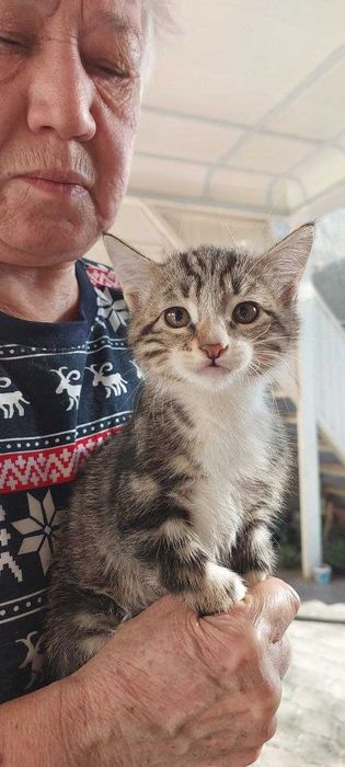 Отдадим в добрые руки котят