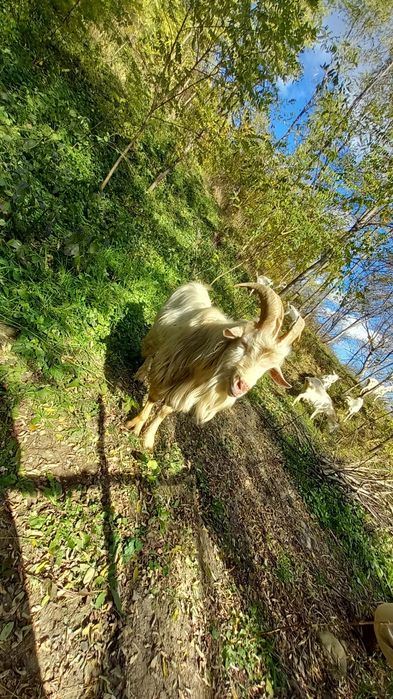 Țap saanen de un an și opt lunii