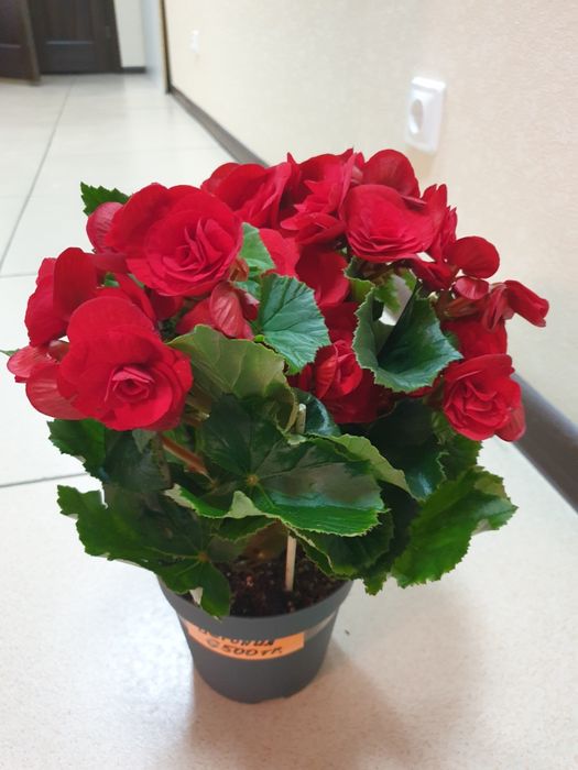 Продам комнатные цветы