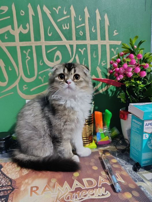 Skottish fold sotiladi