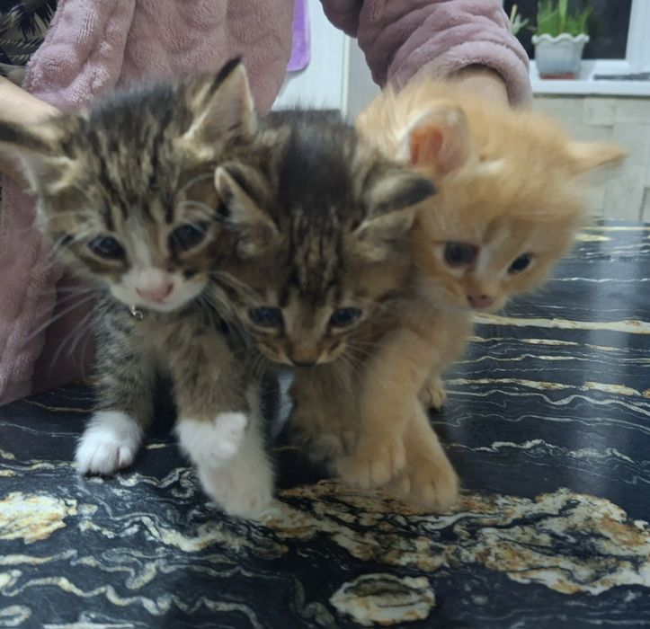 Mushuk bolalari tarbiyali