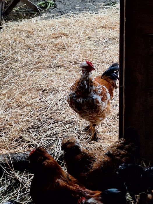 Cocoși  de casă de vânzare