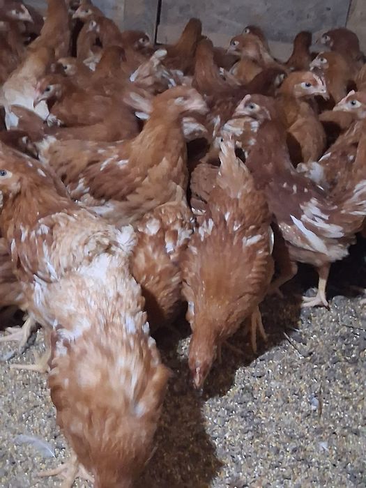 Puicuțe ouătoare și pui de carne