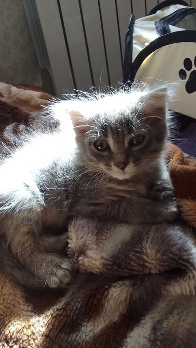 Вислоухий мальчик котёнок в нормальные руки