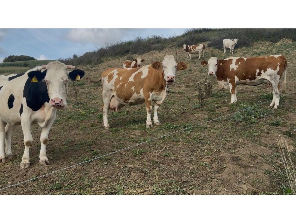 Vaci, juninci, viței