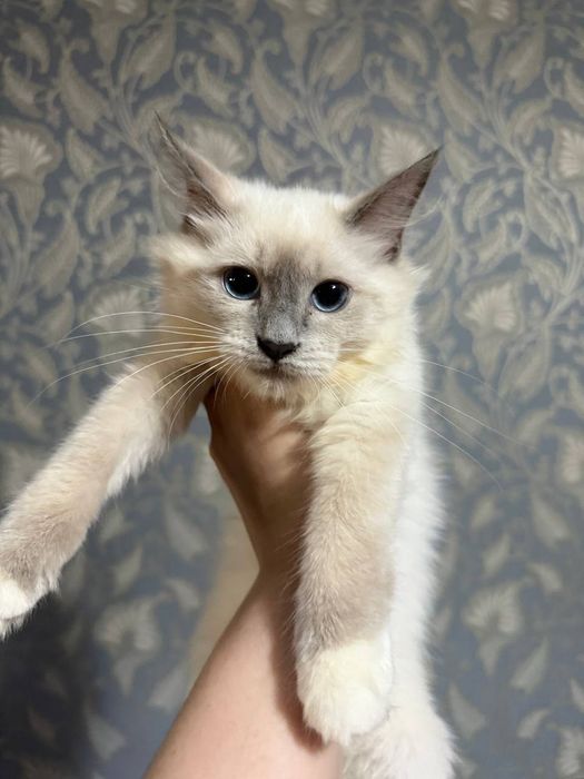Продаются рэгдоллы