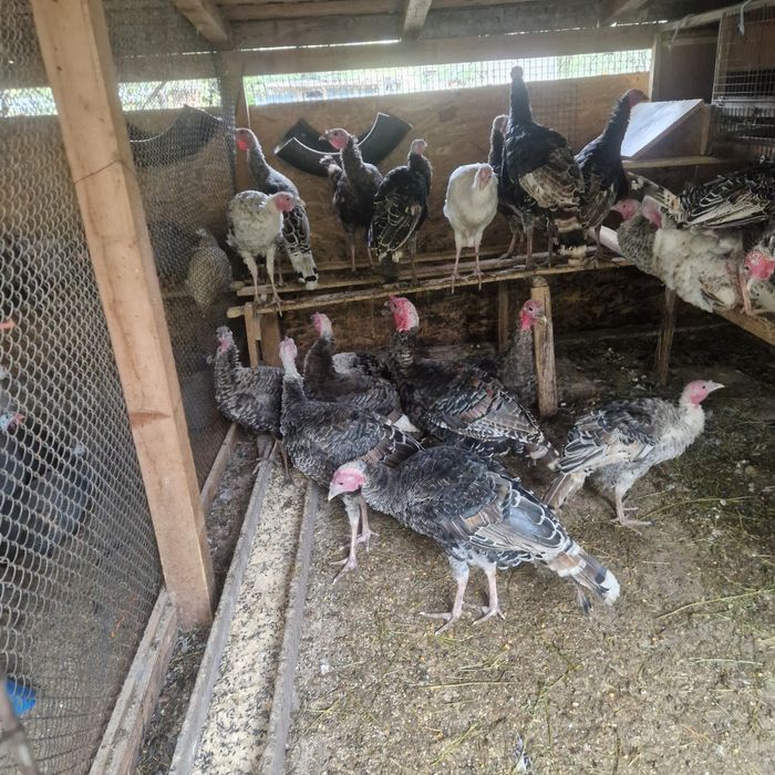 Curci mature si de anul ăsta