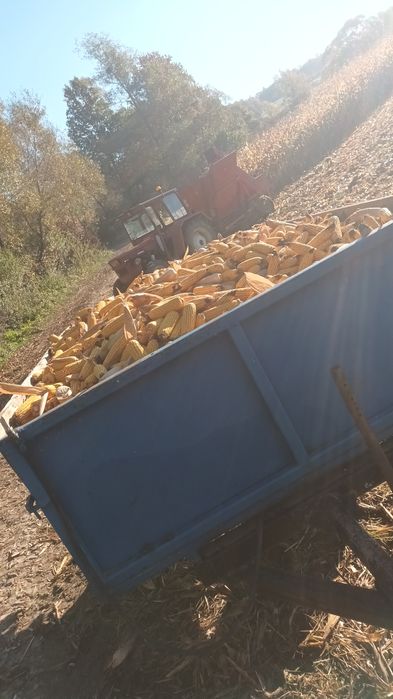 Vând porumb stiuleți/boabe