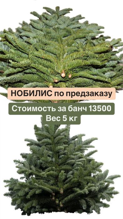 Нобилис ,нортлэнд