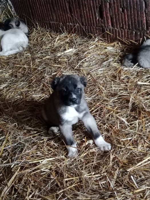 Vând oii bune de bune