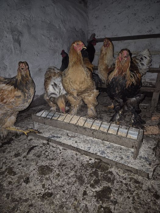 Vand cocosi tineret(6 luni) brahma columbia lemon, australorp