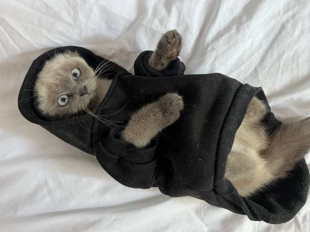 Scottish fold mushu sotiladi