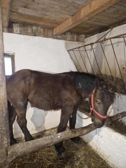 Mânză de vânzare