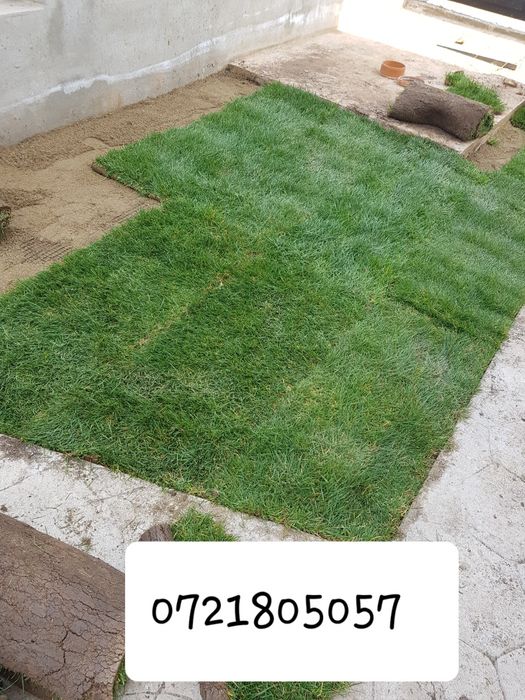 Gazon rulou sport/ tuia smaragd/ piatra alba decorativa