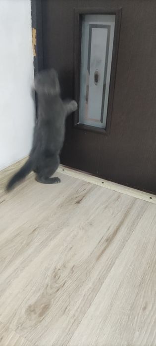 Вислоухий котёнок