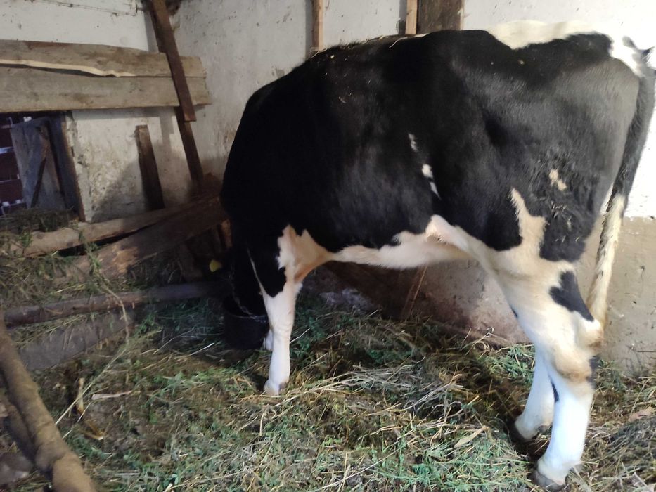 Jurincă Holstein de vânzare