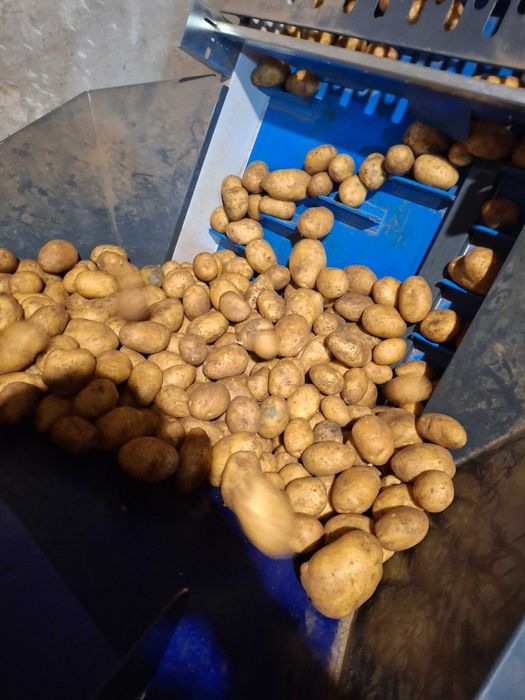 Картофи сорт сорая 10кг