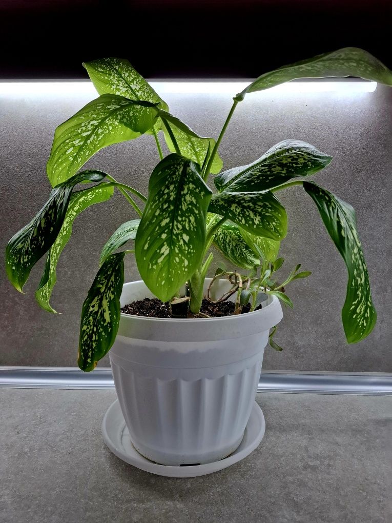 Стайно цвете Дифенбахия (Dieffenbachia)