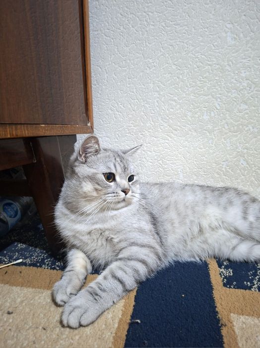 Britanskiy shinshilla (Toshkent shahri)