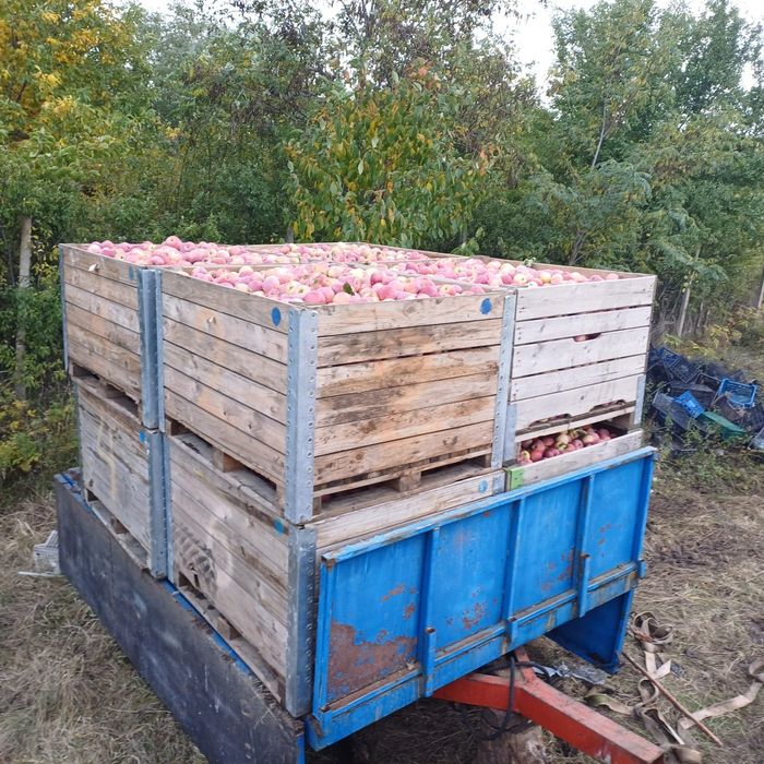 3,5 lei florina și 3lei golden angro