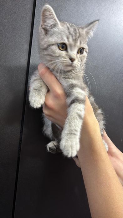 Котенка продам .