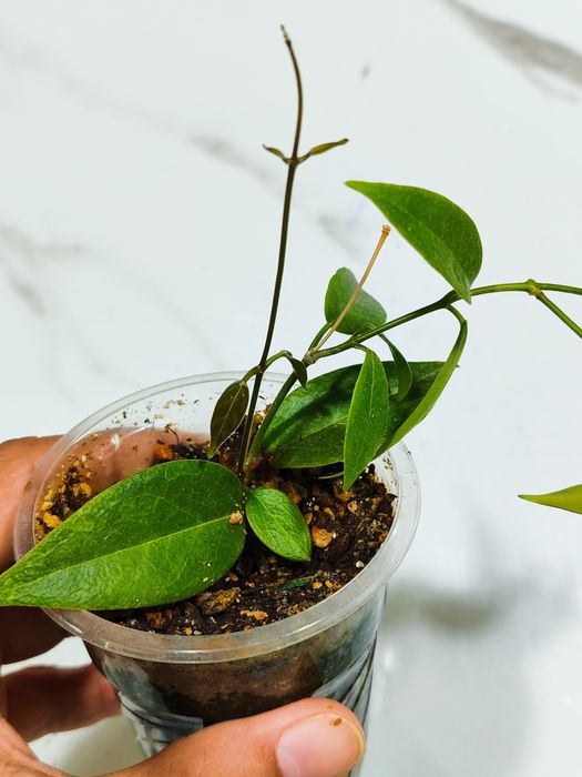 Хойя      Диниси