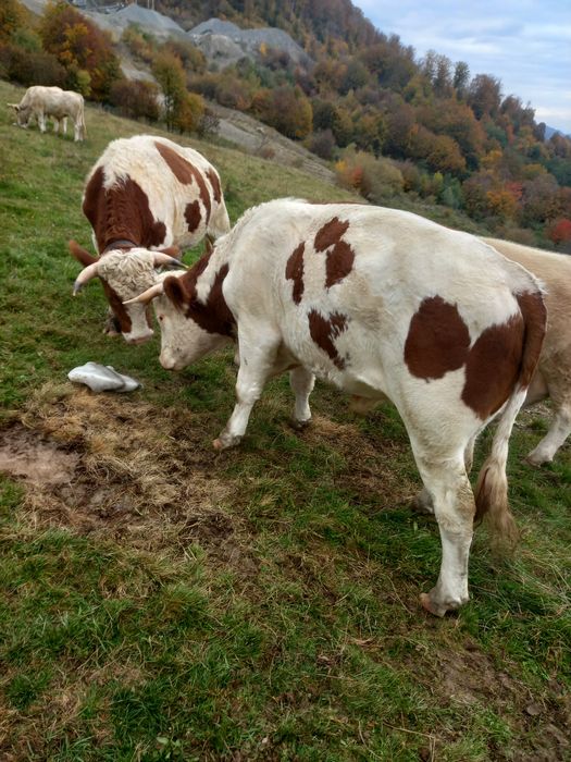 Junci batata romanesca