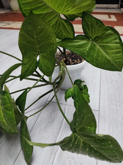 Финиковая пальма