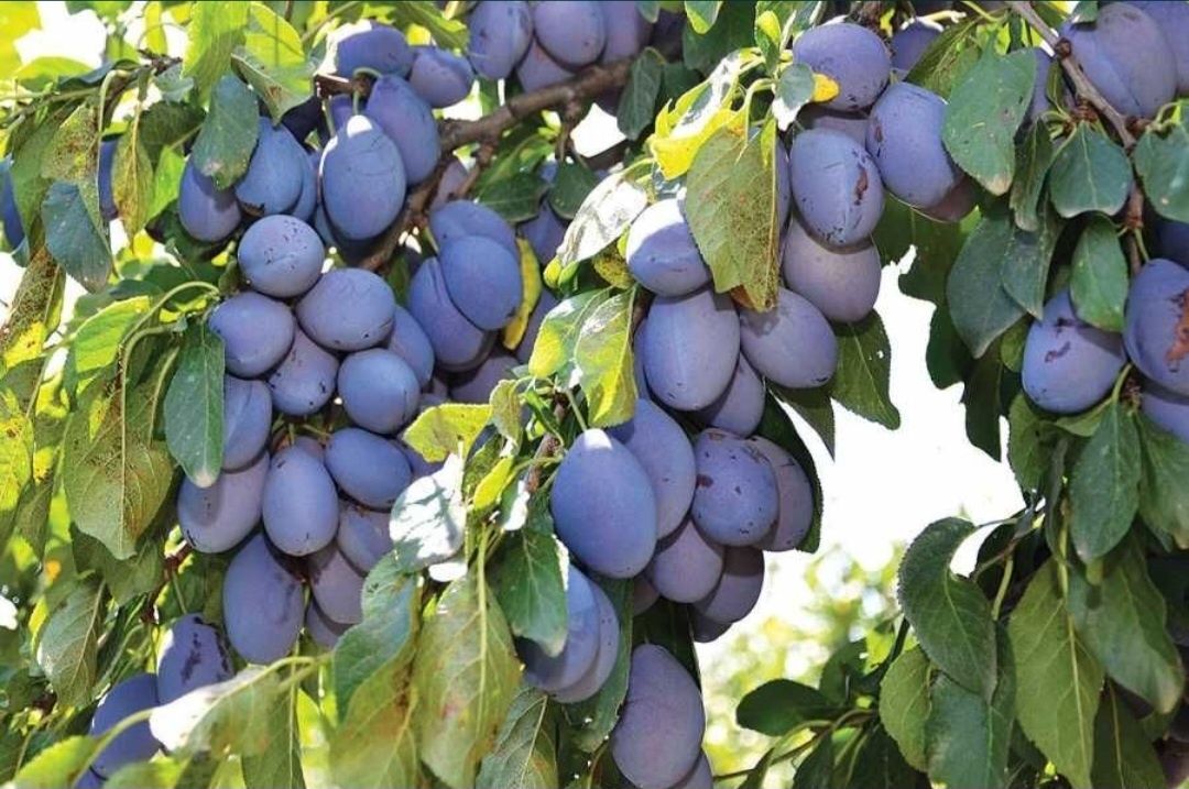 Prune pentru țuică producție 2025