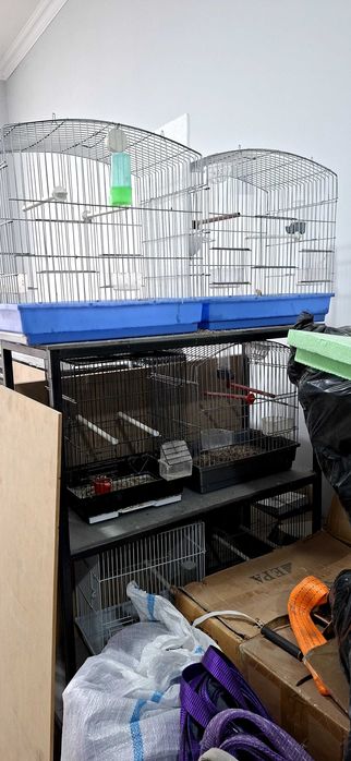 Продам канареек 3 самца и 1 самец