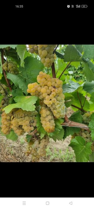 Struguri de Vânzare