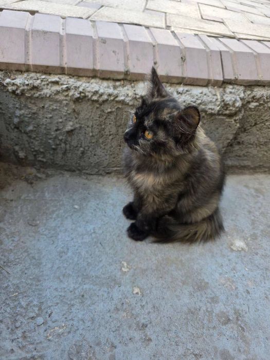 Котята ищут семью и дом!