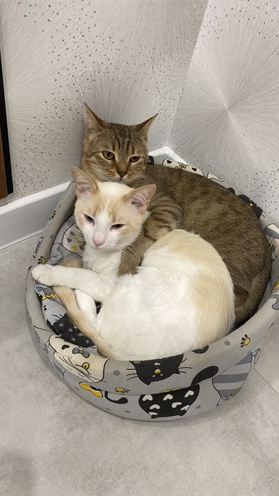 Кот приучина в лотке