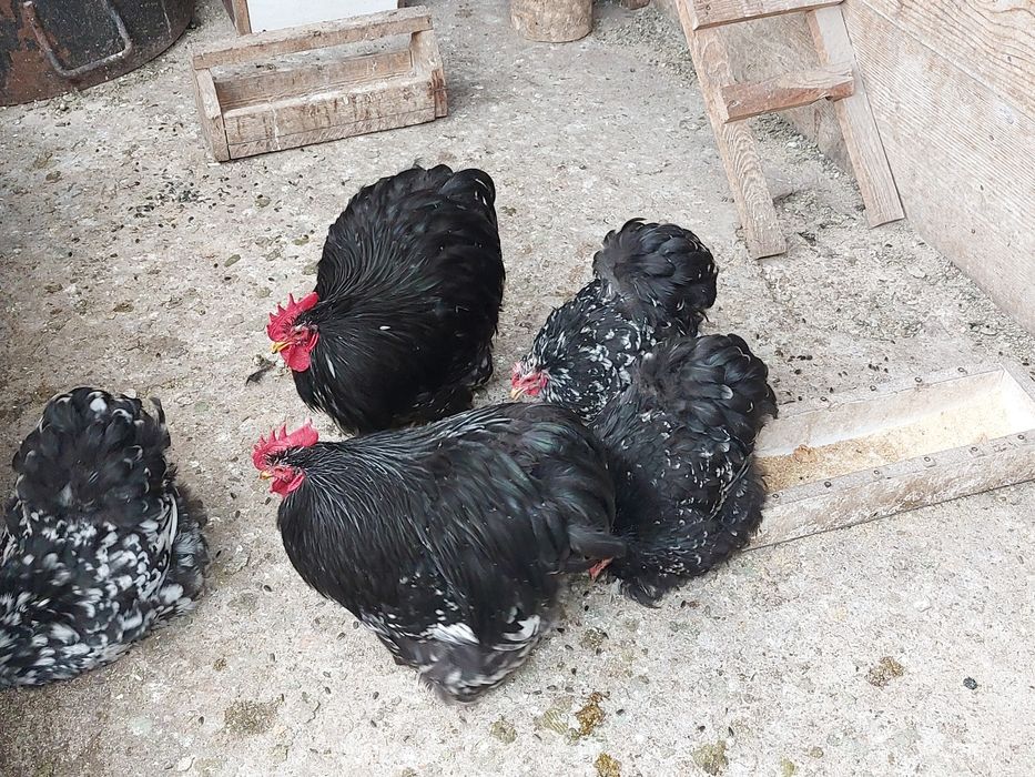 Vand o pereche cochinchina pitic