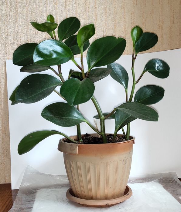 Комнатные растения