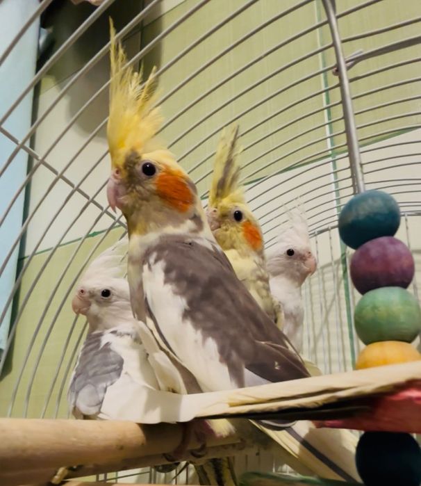 Familie nimfe, cuplu format+ 2 pui