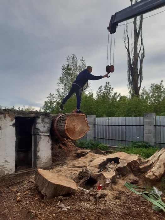 Спил, распил деревьев профессионально и не дорого. Вывоз. Верхолазы.
