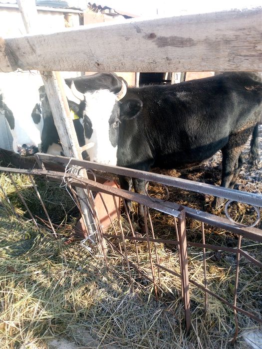 Продам каров глубоко стельных