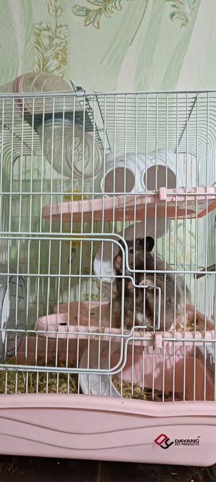 Продается сирийский хомяк