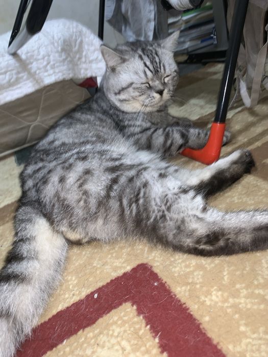 вязка кот мальчик