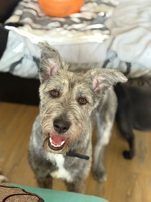 Plimb/cazez câini/pisici