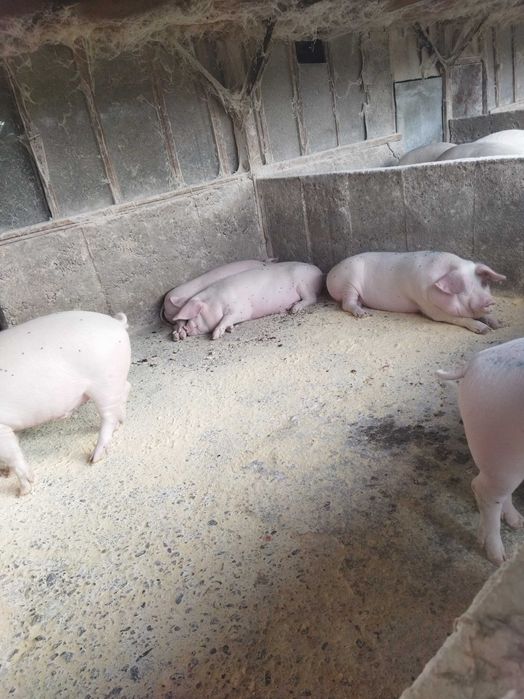 Продавам прасета от 100-120 кг.област Пловдив.Цена по договаряне.