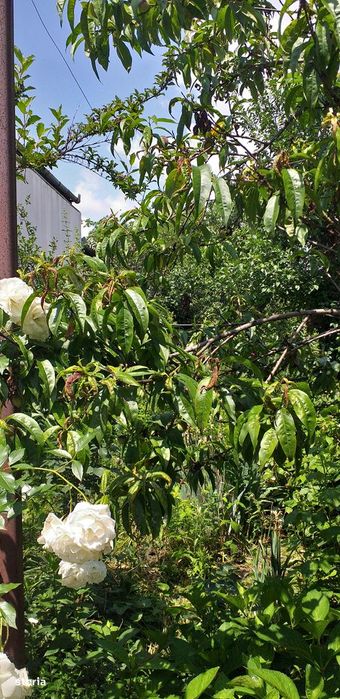 RAMDA, Casa de vanzare zona Horea teren 500 mp