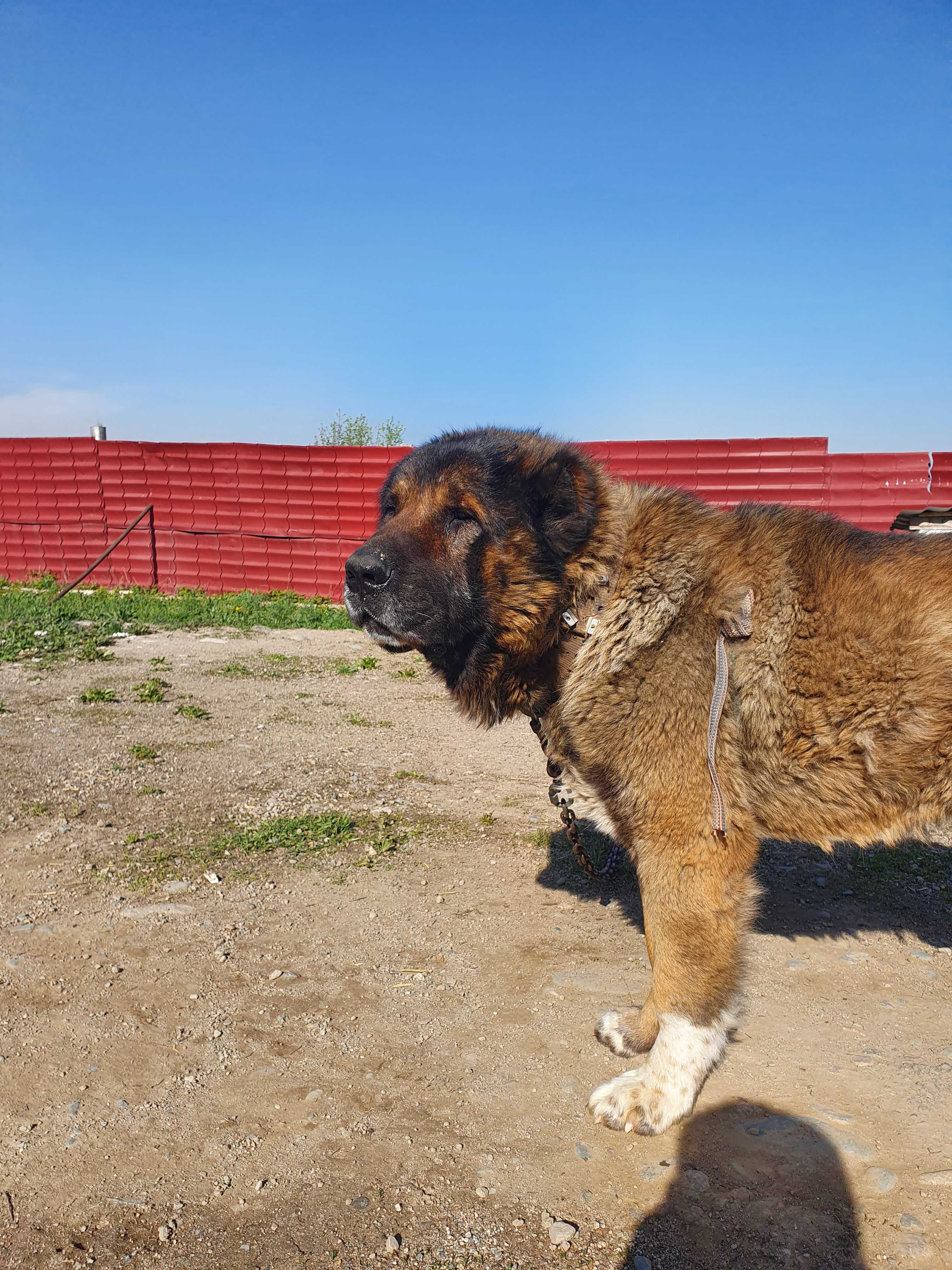 продам тобет сао алабай