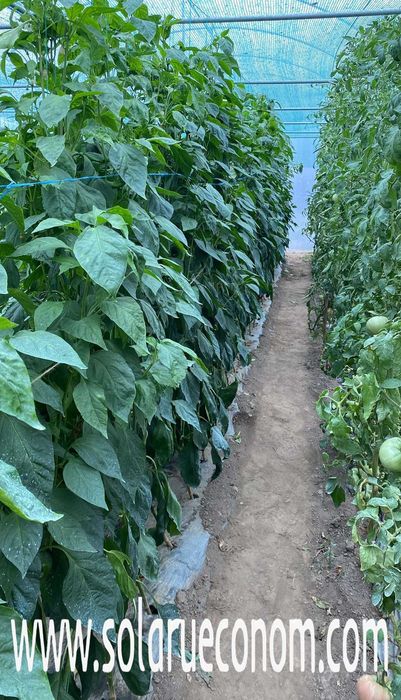 Solarii (sere) de gradina complete, pregatite pentru montaj