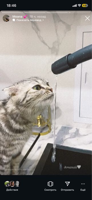 Кошка шотладнской породы отдается в добрые руки