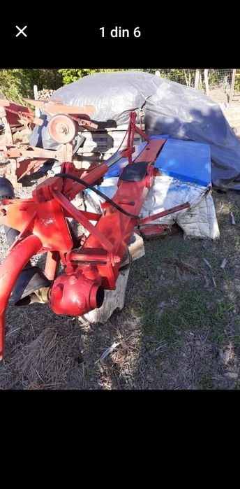 Cositoare mora italiana